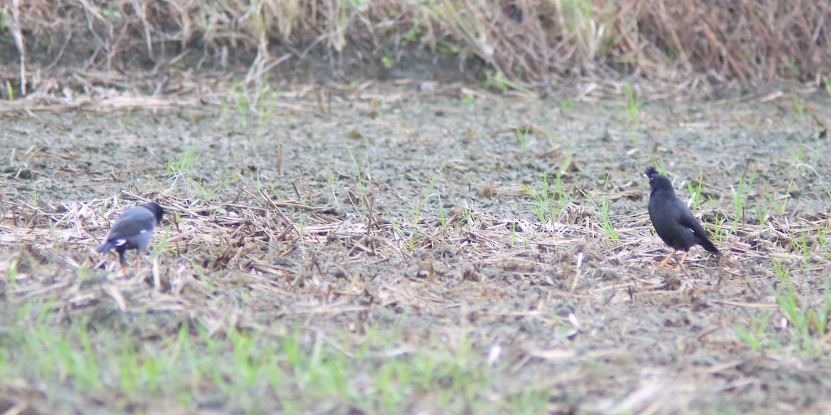 ハッカチョウ - ML644406566