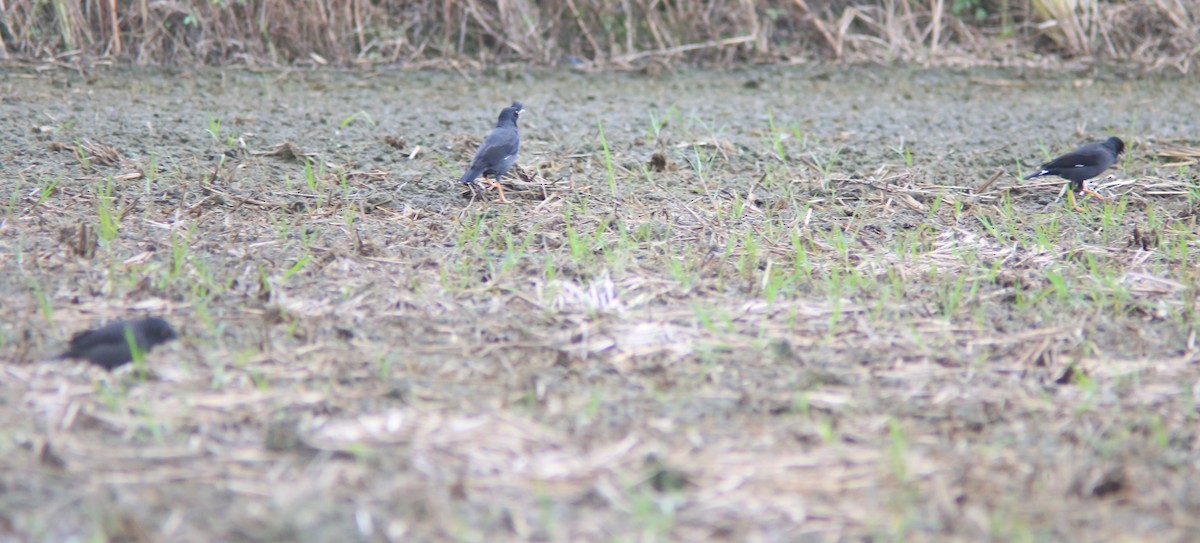 ハッカチョウ - ML644406567