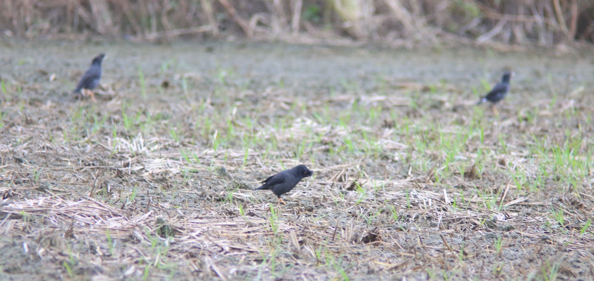 ハッカチョウ - ML644406568