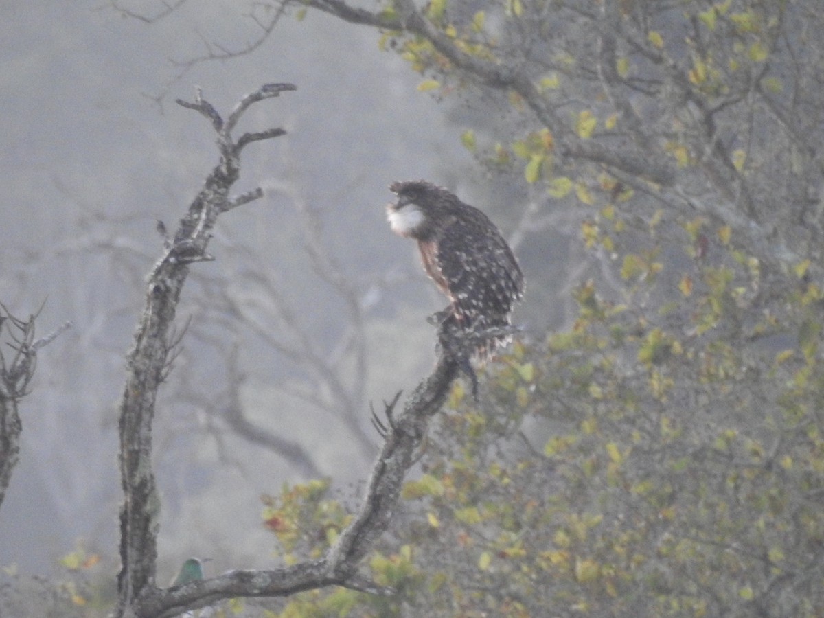 Brown Fish-Owl - ML644406580