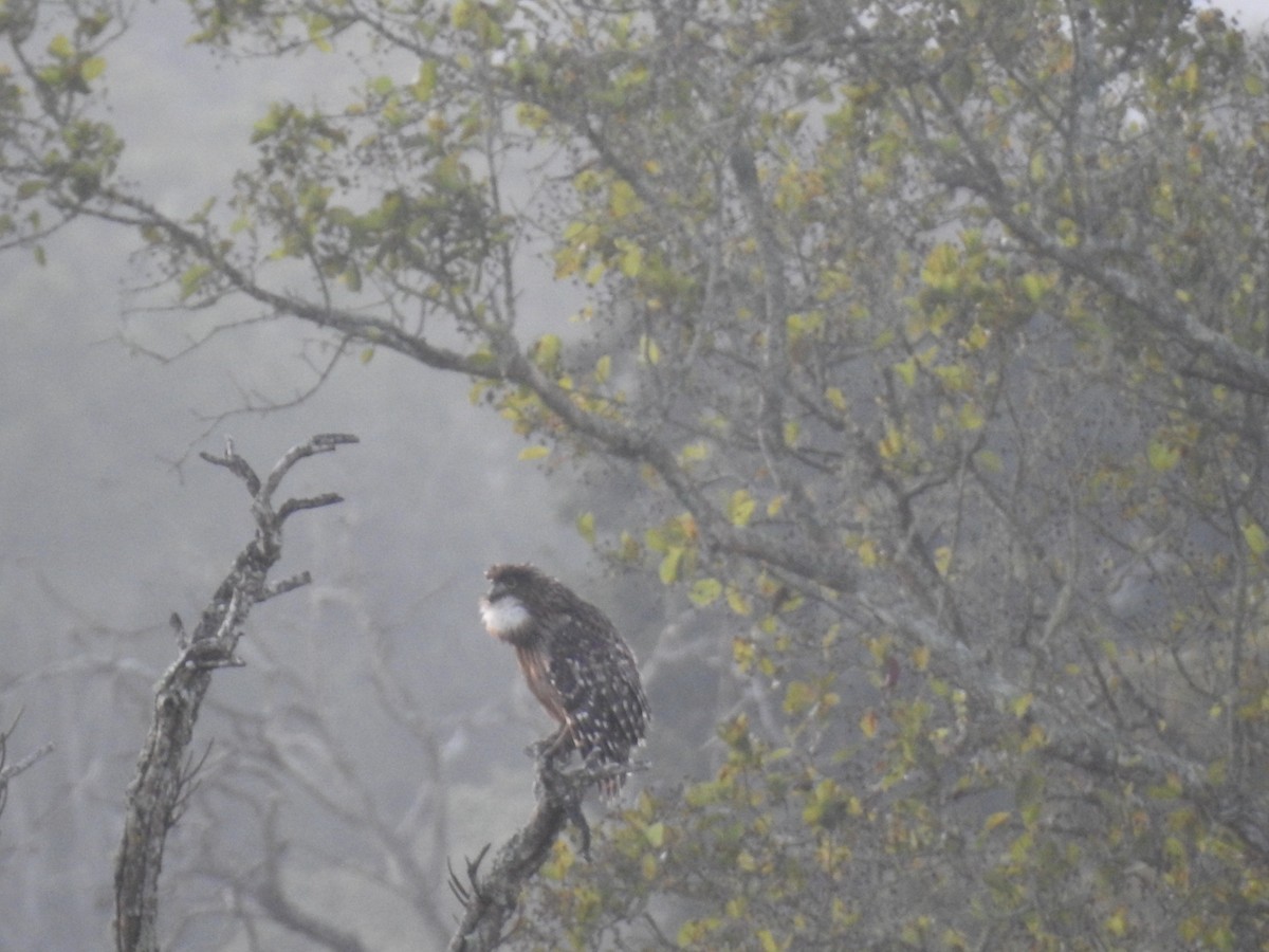 Brown Fish-Owl - ML644406581