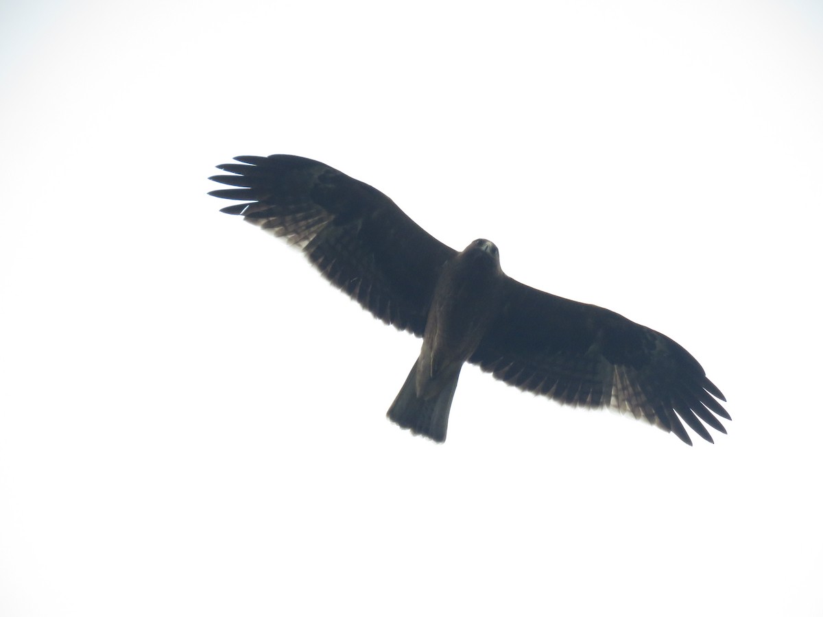 Booted Eagle - ML644406589