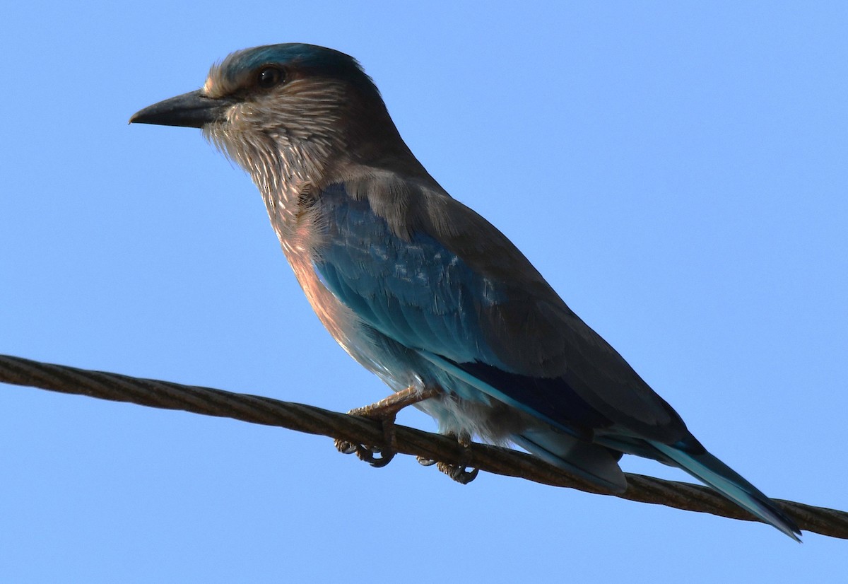 Indian Roller - ML644406590