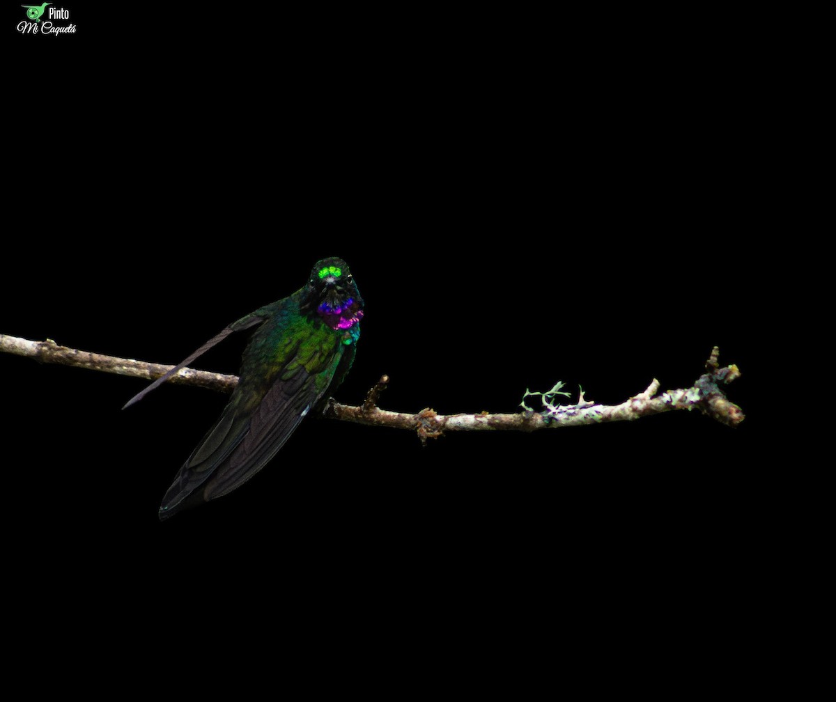 Tourmaline Sunangel - ML644406591