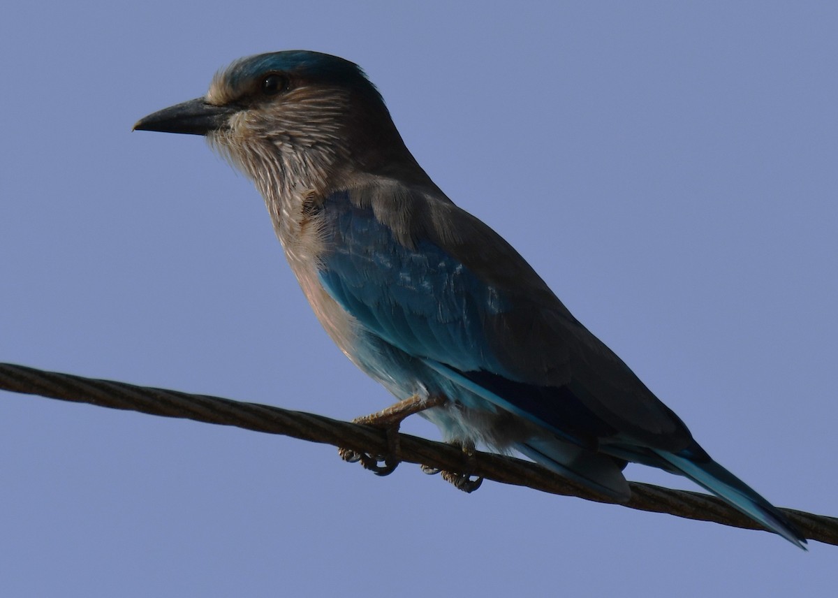 Indian Roller - ML644406593