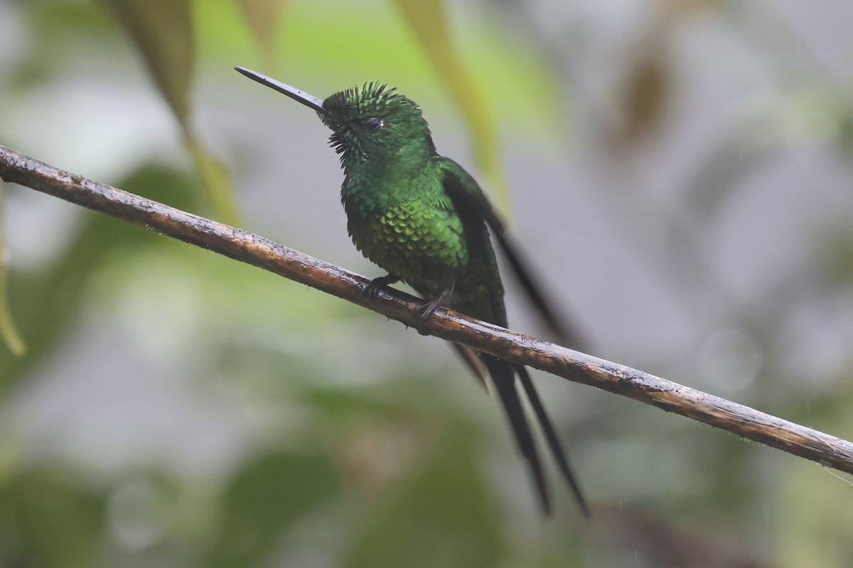 Empress Brilliant - ML644406596