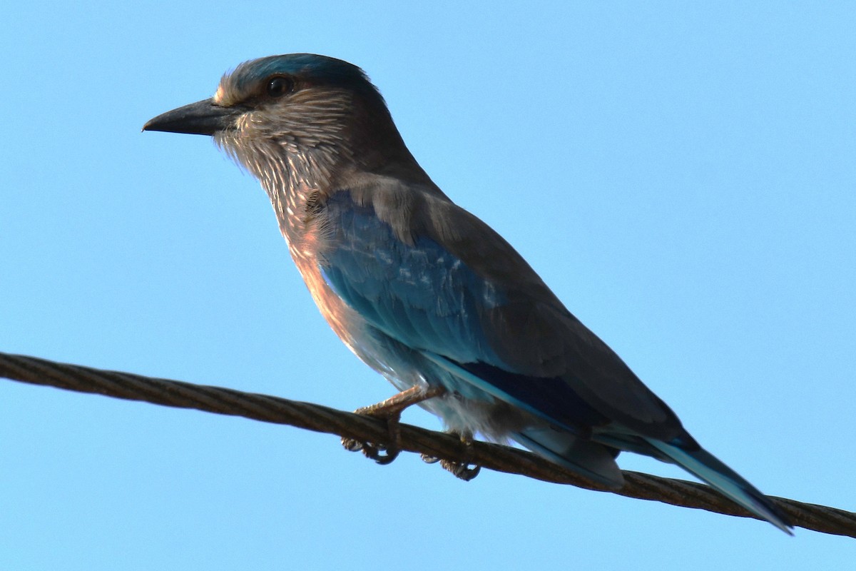 Indian Roller - ML644406601