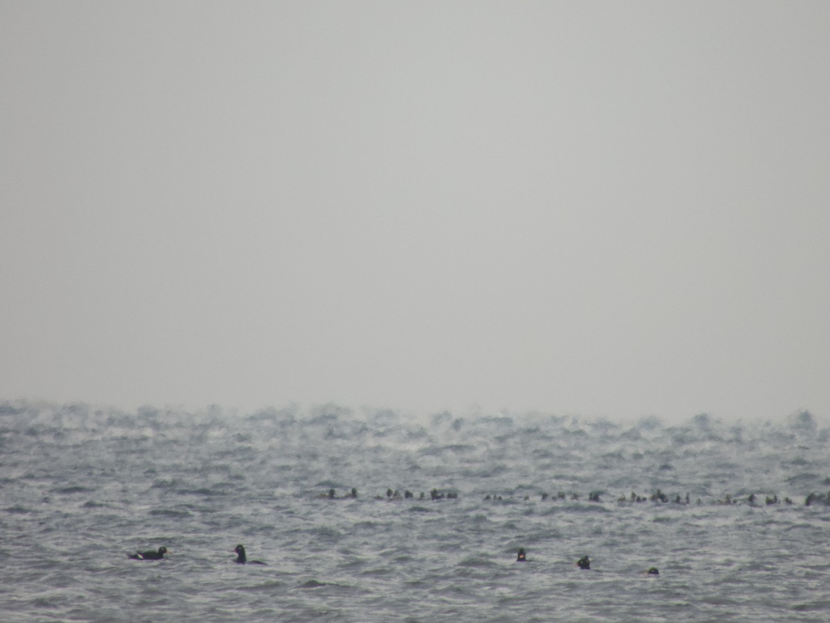 Macreuse brune - ML644406619