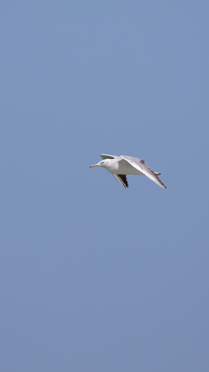 Slender-billed Gull - ML644406644