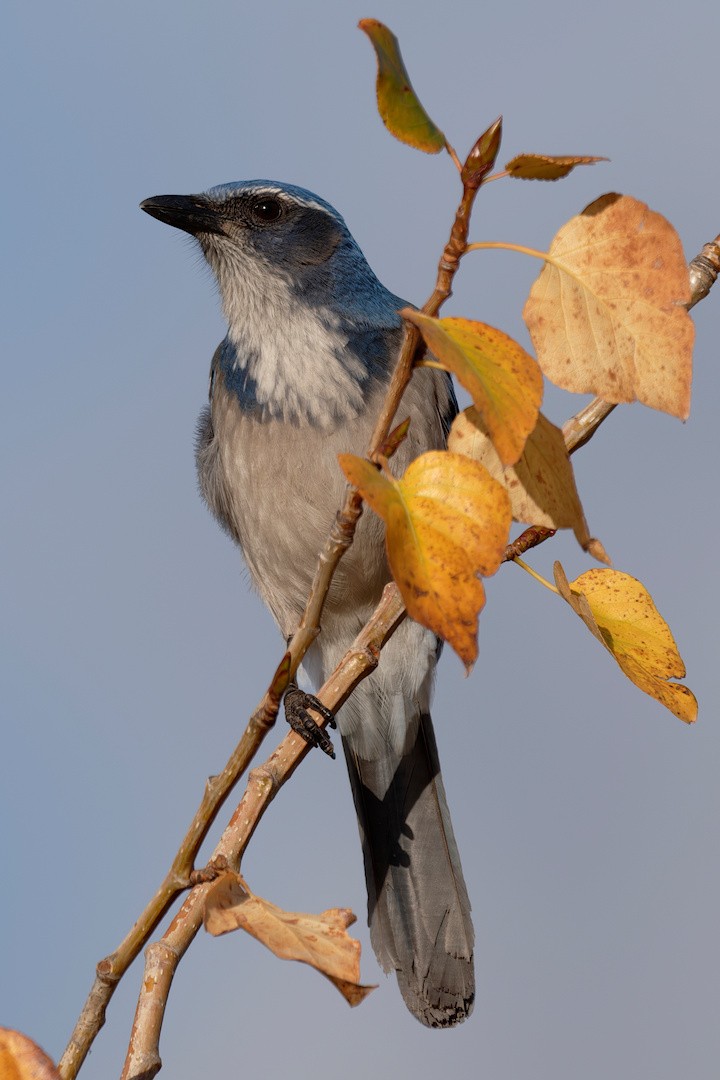 California Scrub-Jay - ML644406646