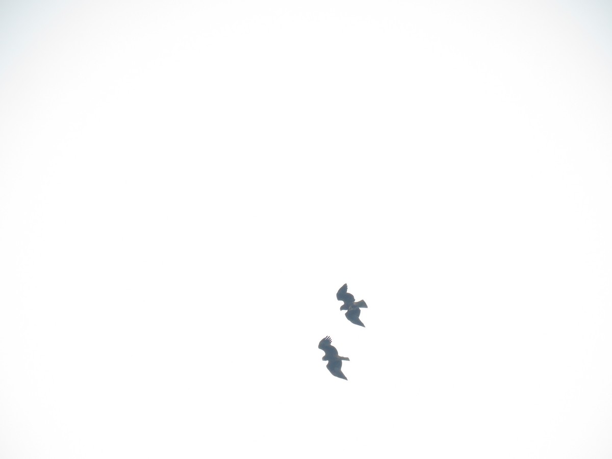 Booted Eagle - ML644406650