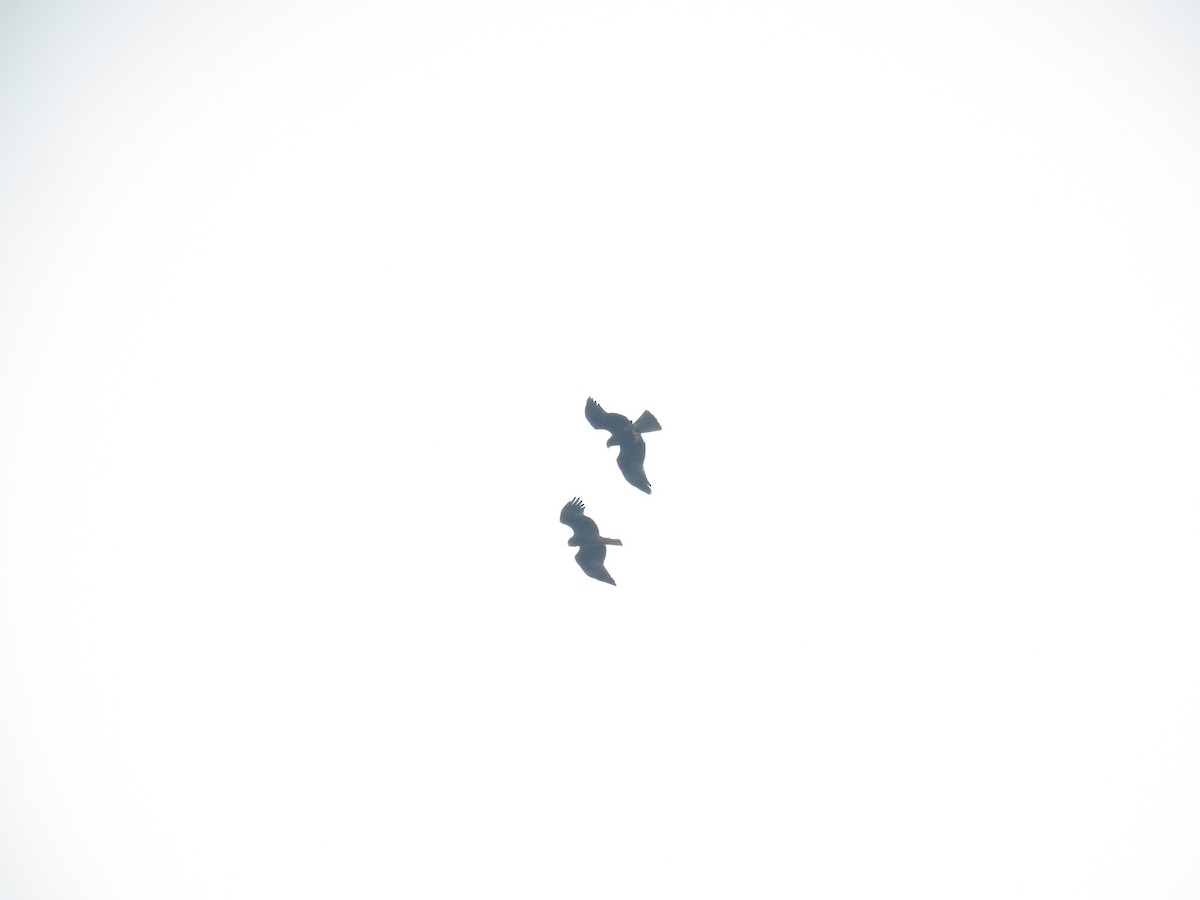 Booted Eagle - ML644406651