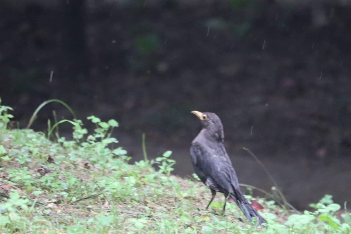 mandarintrost - ML644406653