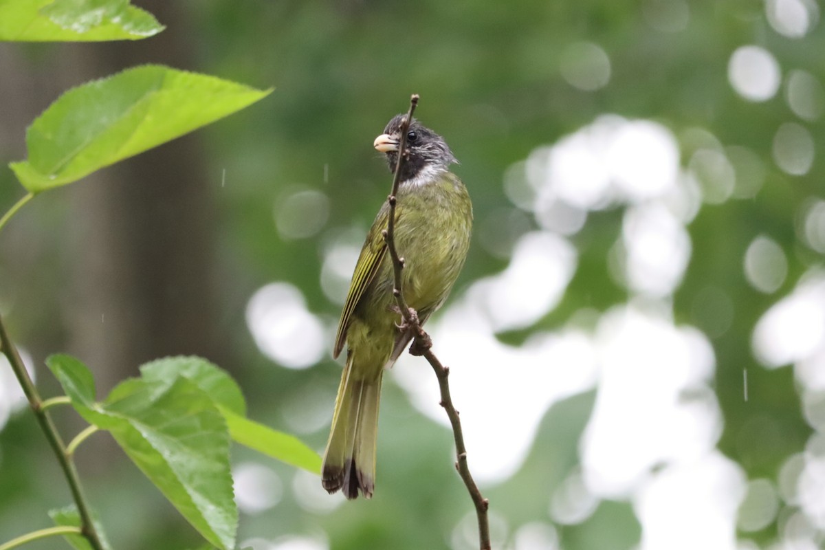 白環鸚嘴鵯 - ML644406667