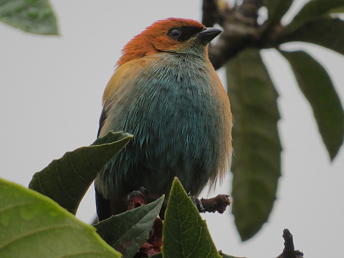 Chestnut-backed Tanager - ML644406670