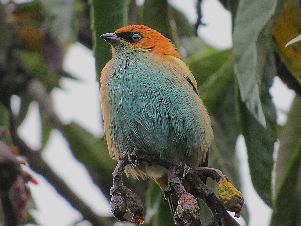 Chestnut-backed Tanager - ML644406671