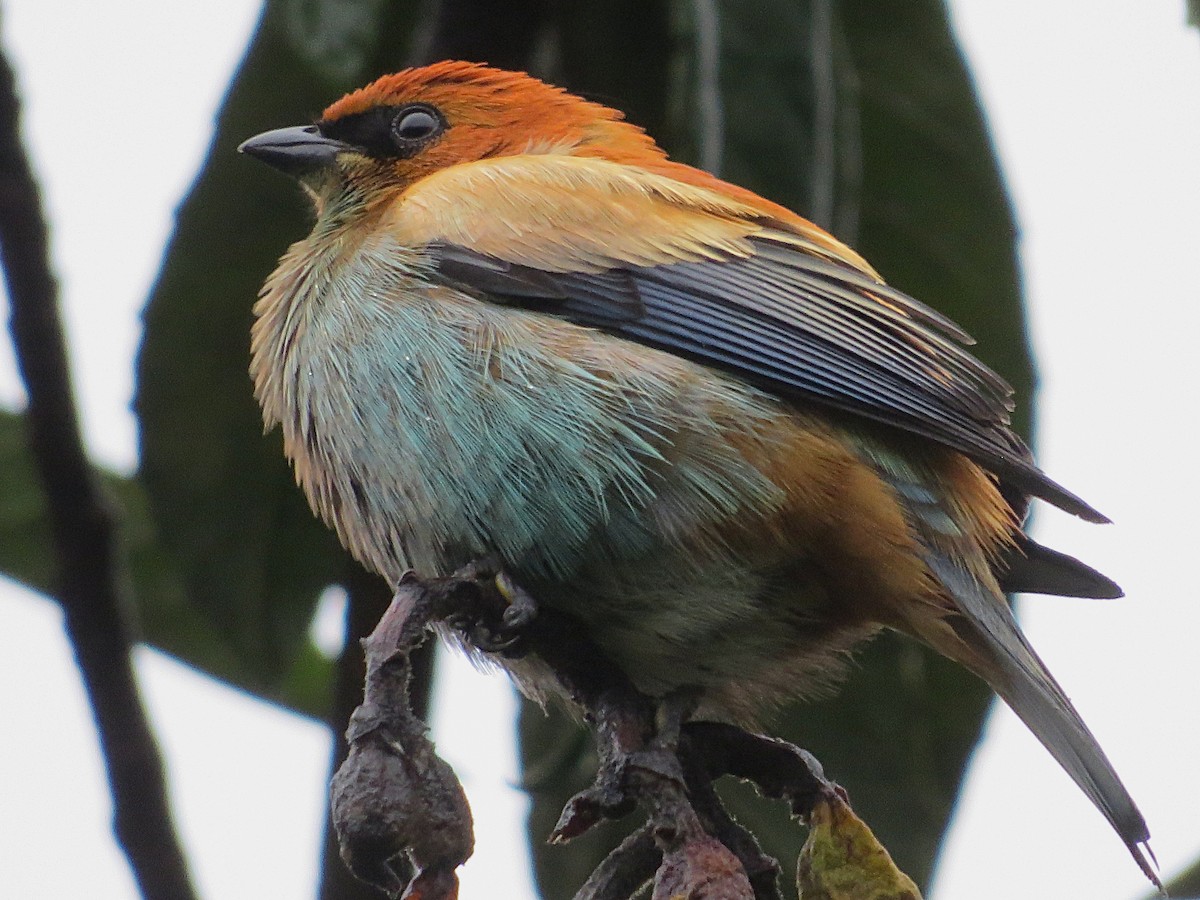 Chestnut-backed Tanager - ML644406672
