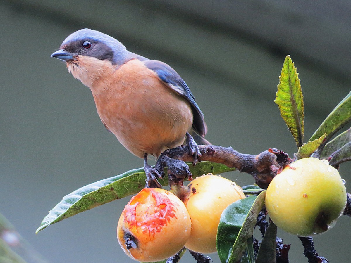 Fawn-breasted Tanager - ML644406677