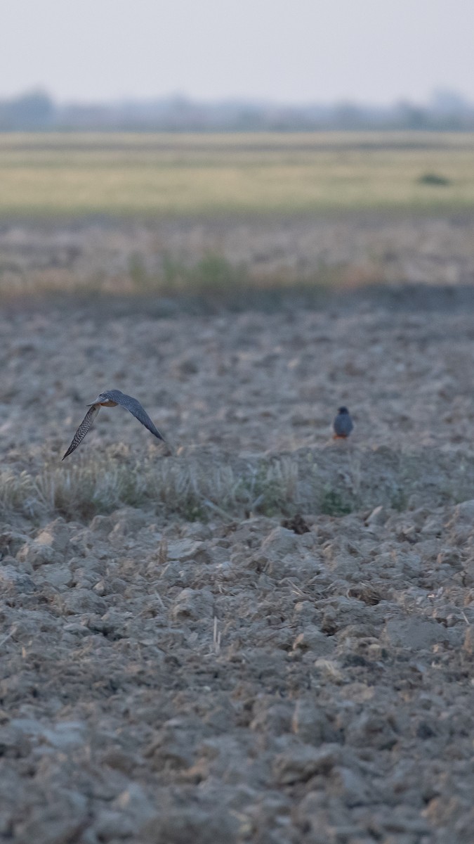 Belatz hankagorria - ML644406681