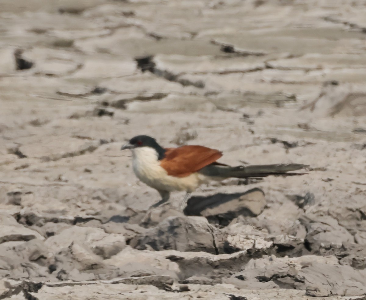 セネガルバンケン - ML644406692