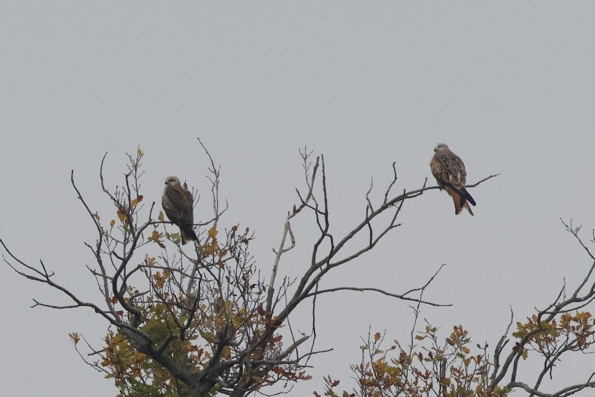 Сохор элээ - ML644406693