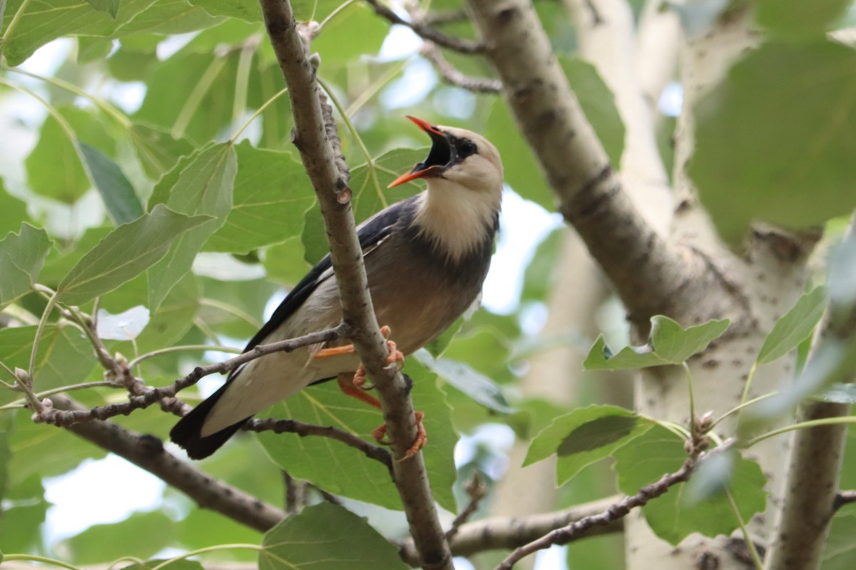 Улаан хошуут тодол - ML644406695