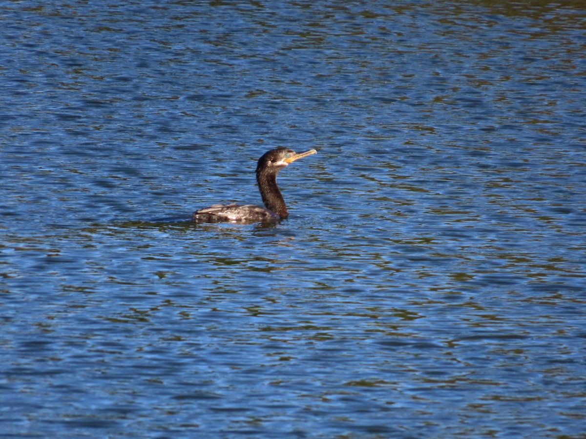 flodskarv - ML644406698