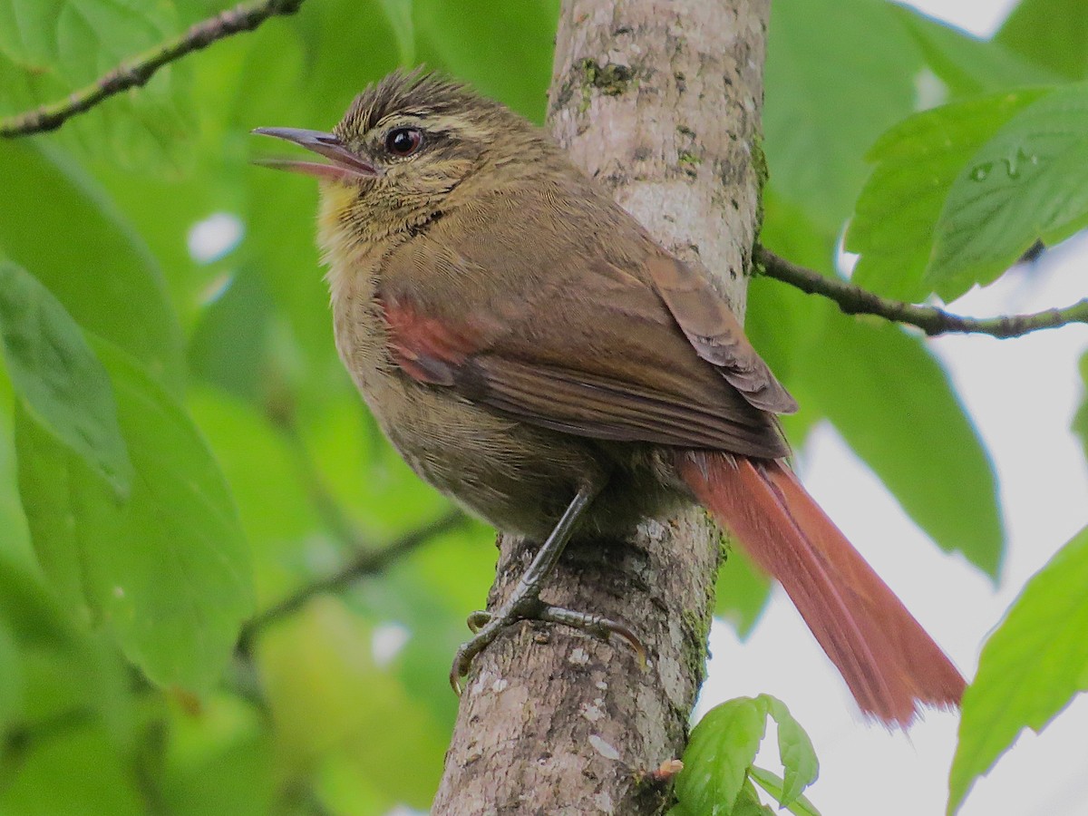 Olive Spinetail - ML644406702