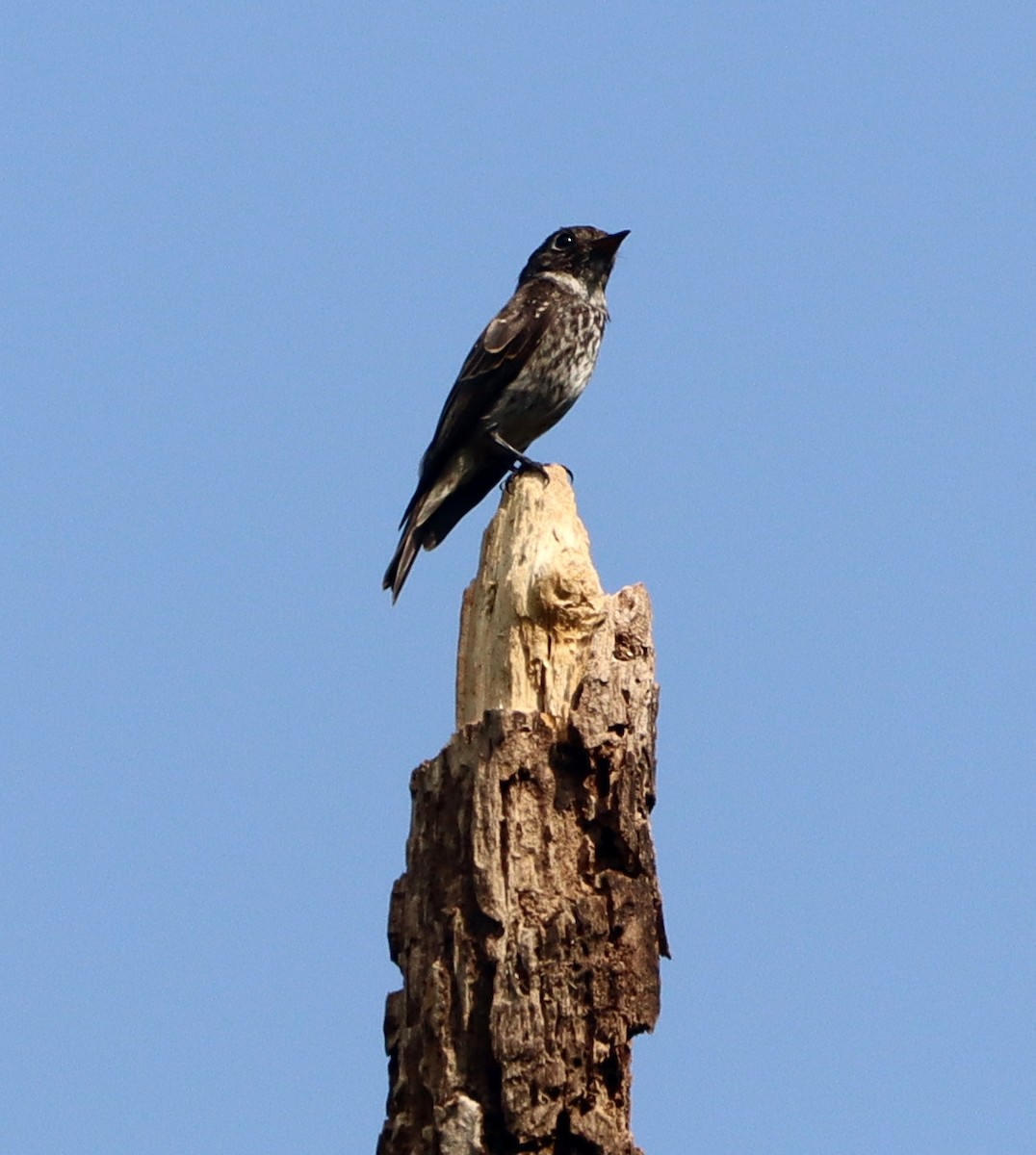 gråflankefluesnapper - ML644406714