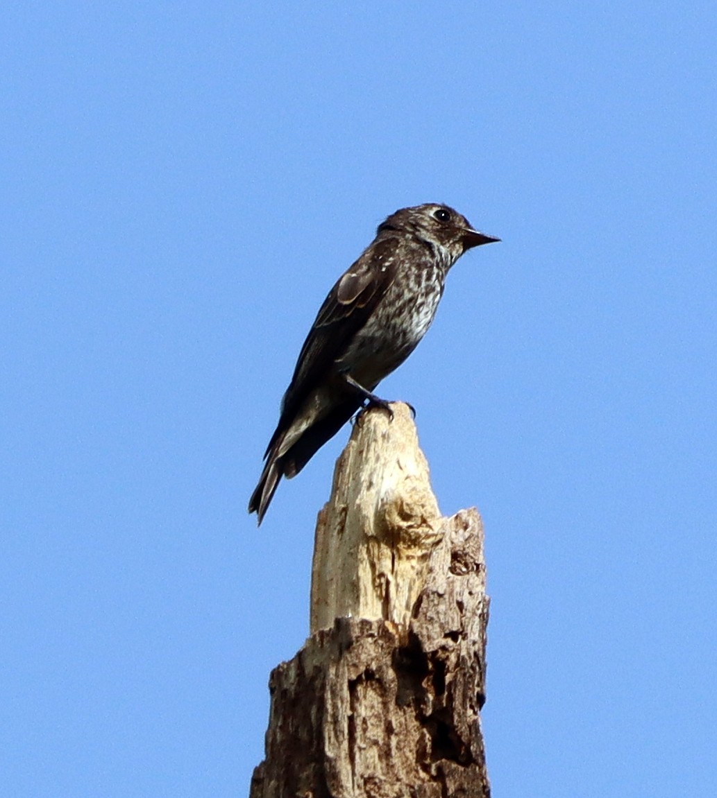 gråflankefluesnapper - ML644406715