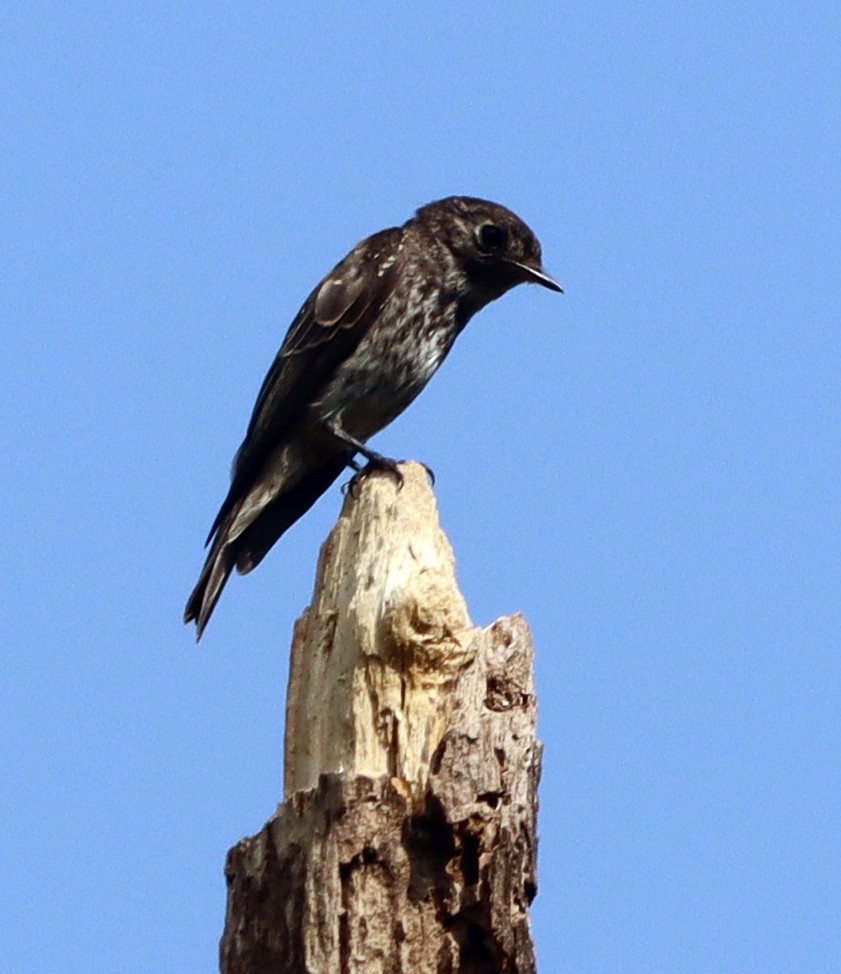 gråflankefluesnapper - ML644406716