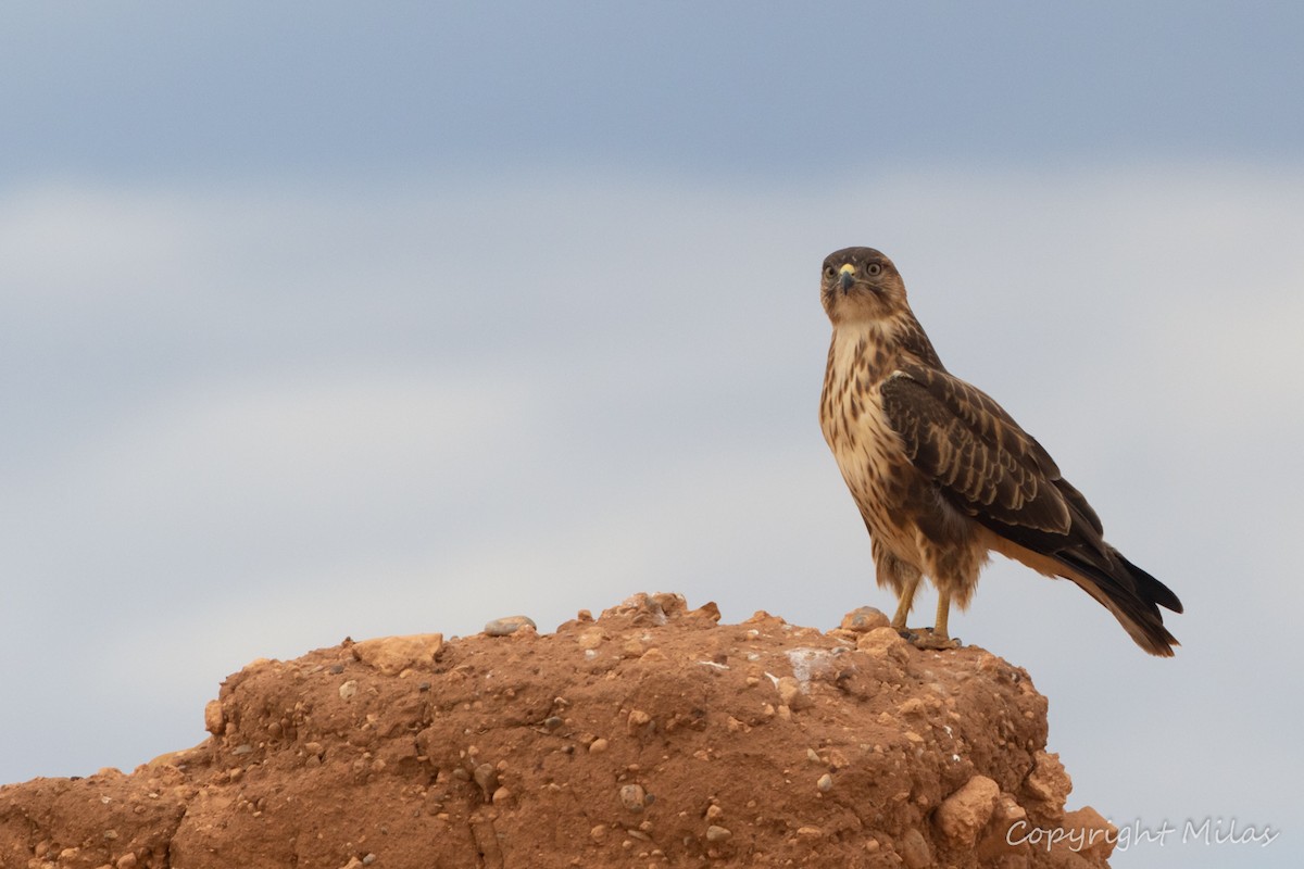 Long-legged Buzzard - ML644406717