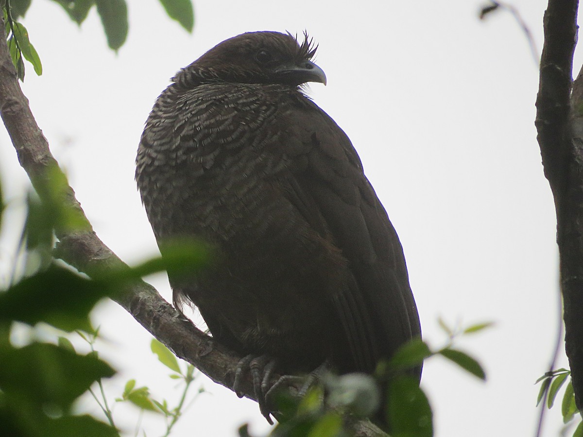 Чачалака строкатовола - ML644406719