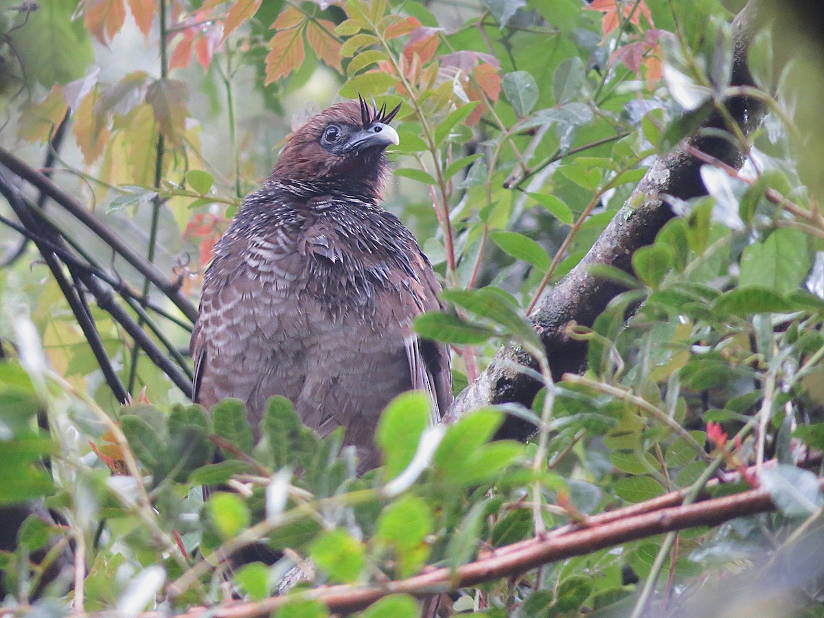 Чачалака строкатовола - ML644406720