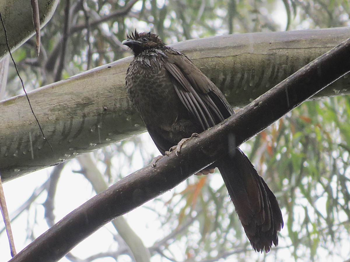 Чачалака строкатовола - ML644406721