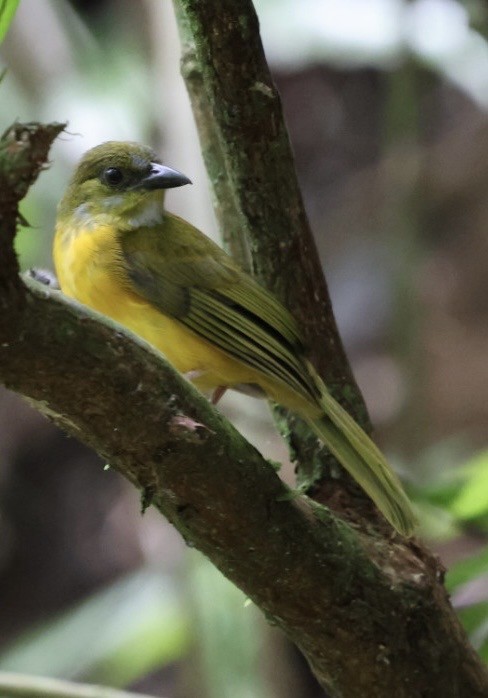 カンムリフウキンチョウ - ML644406724