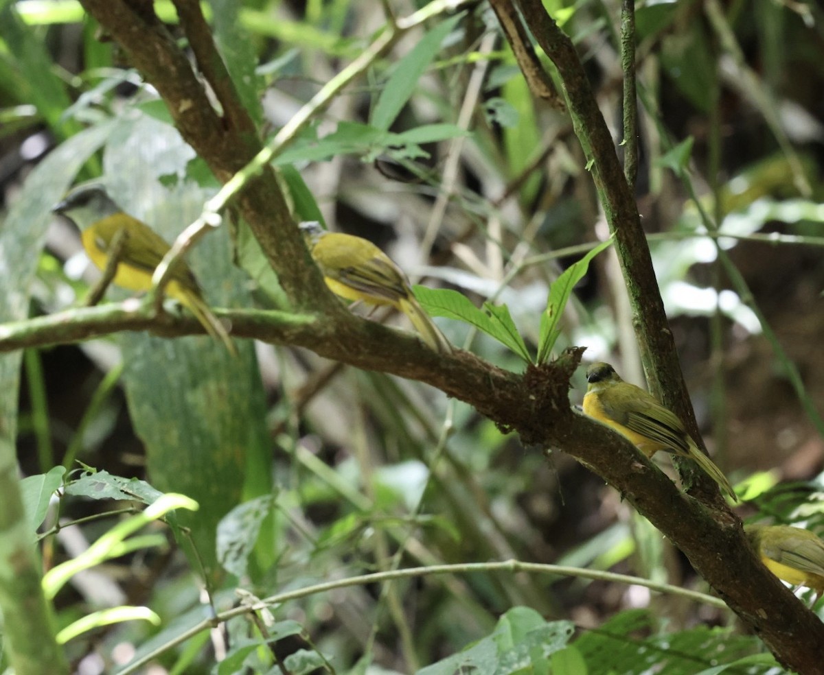 カンムリフウキンチョウ - ML644406725