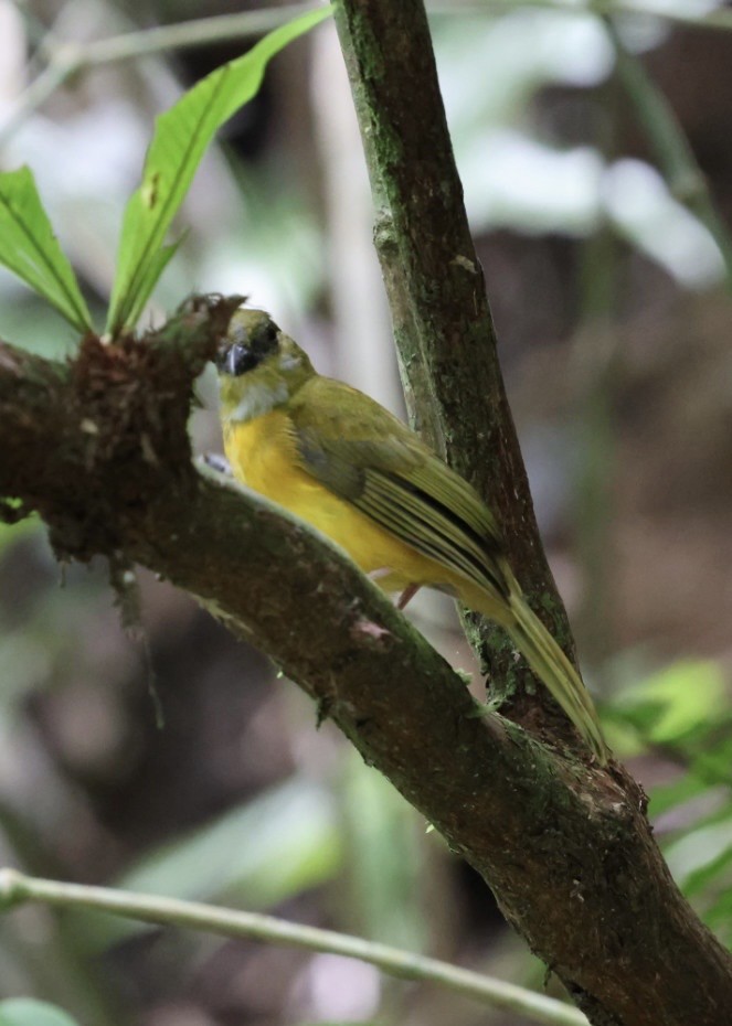 カンムリフウキンチョウ - ML644406726