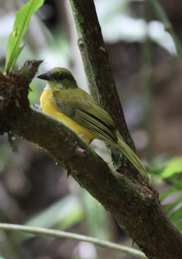 カンムリフウキンチョウ - ML644406727