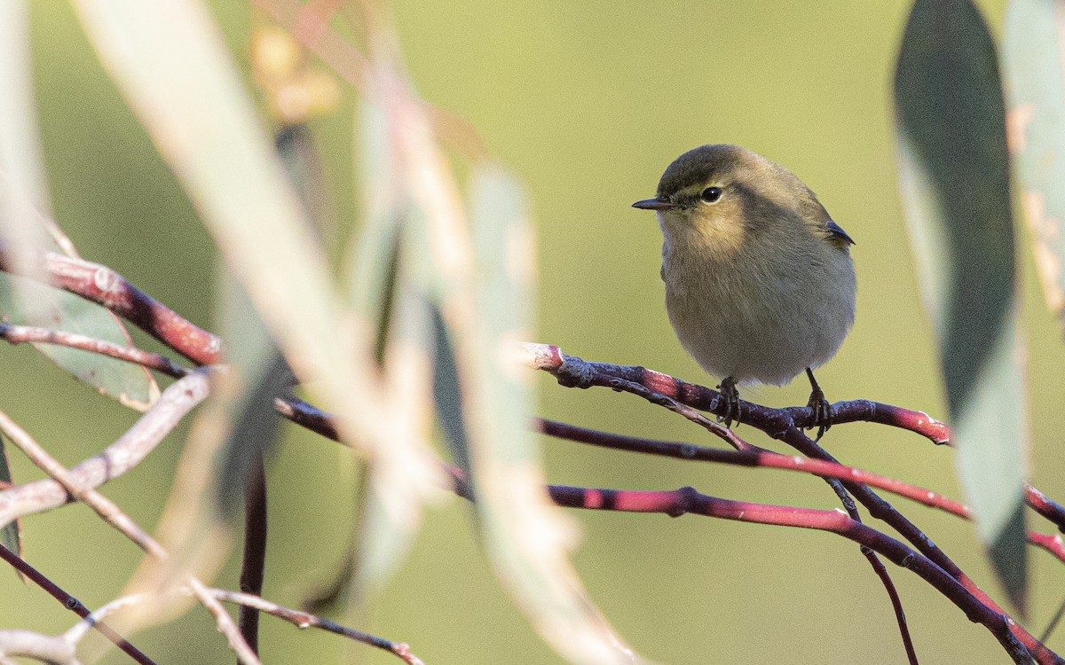 Common Chiffchaff - ML644406728