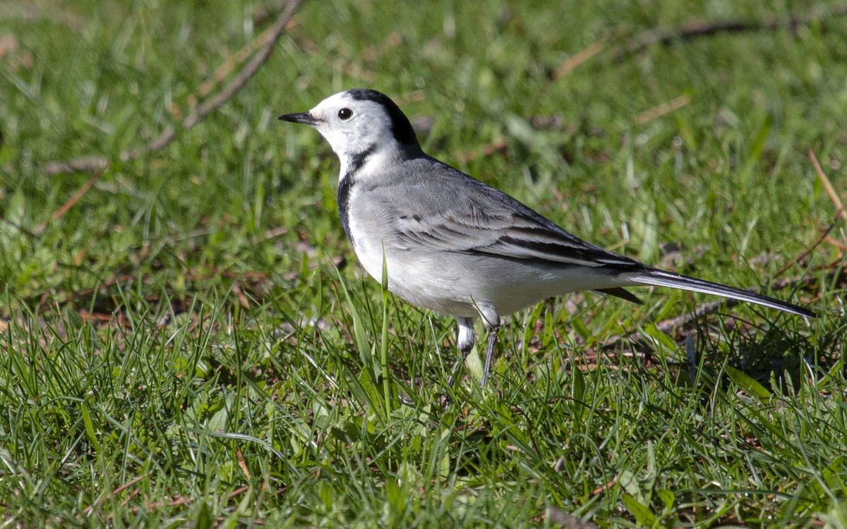 Bachstelze - ML644406732