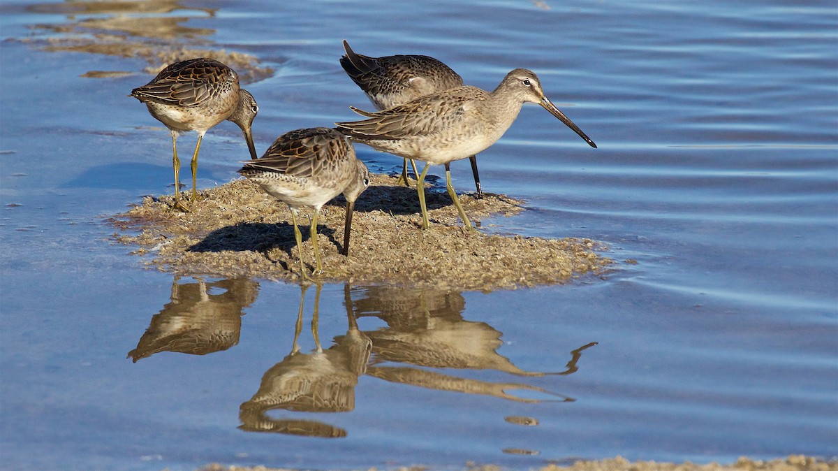 Tundraschlammläufer - ML644406733