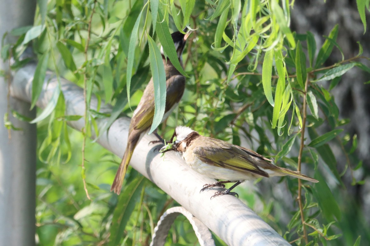 Нангиад бөлбөл - ML644406741