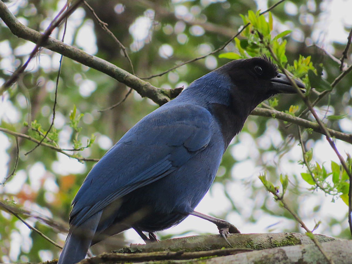 Geai azuré - ML644406742