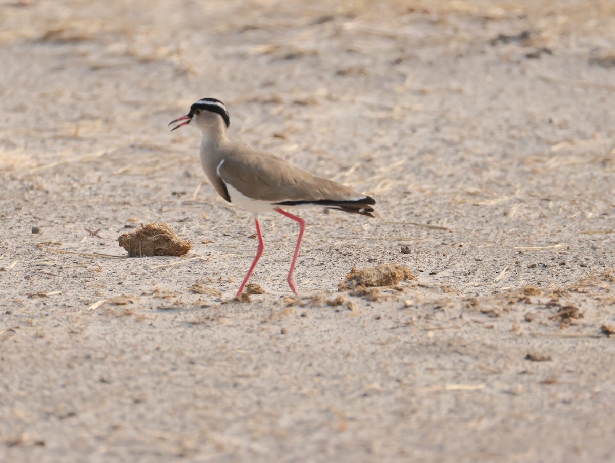 Kronenkiebitz - ML644406743