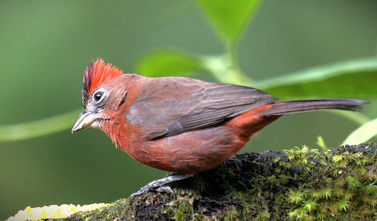 Araguira rougeâtre - ML644406801