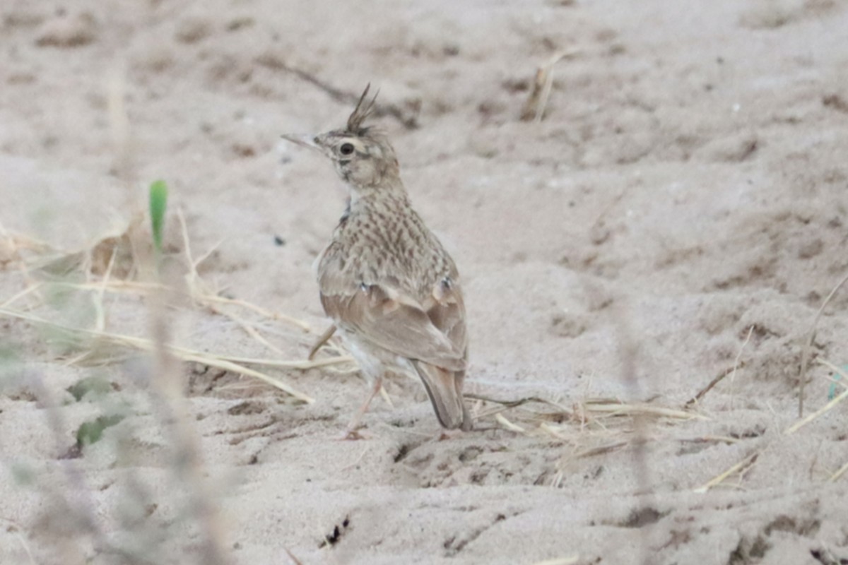 עפרוני מצויץ - ML644406807