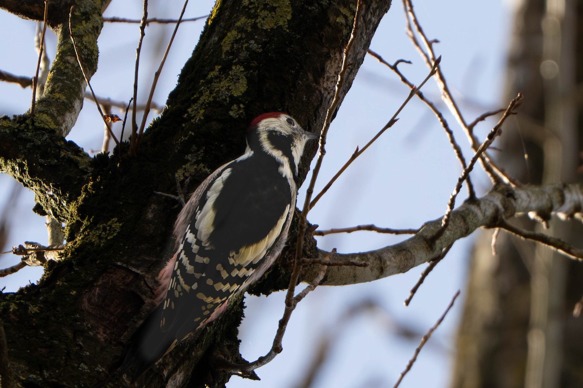 Middle Spotted Woodpecker - ML644406810