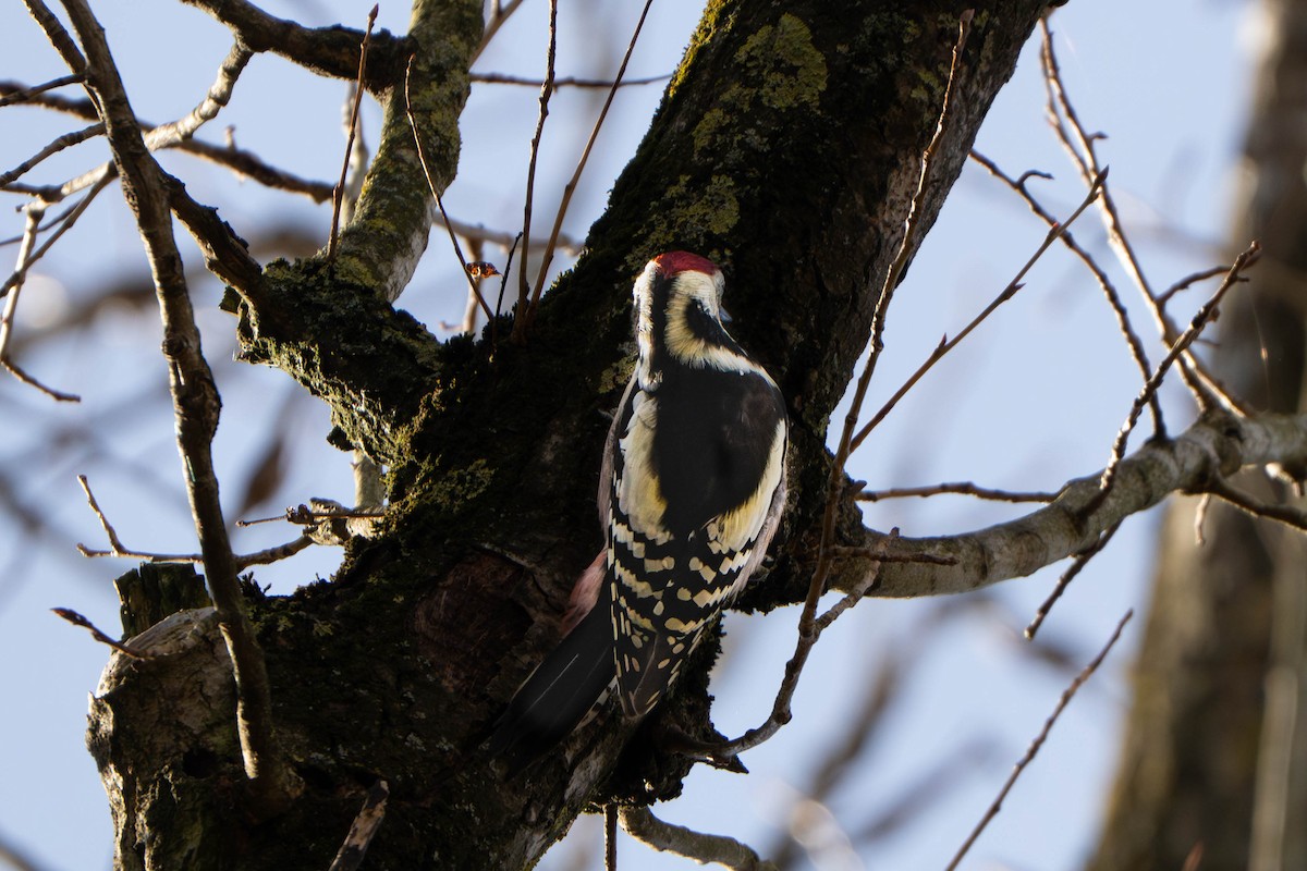 Middle Spotted Woodpecker - ML644406811