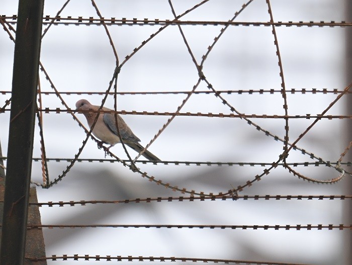 Малая горлица - ML644406812